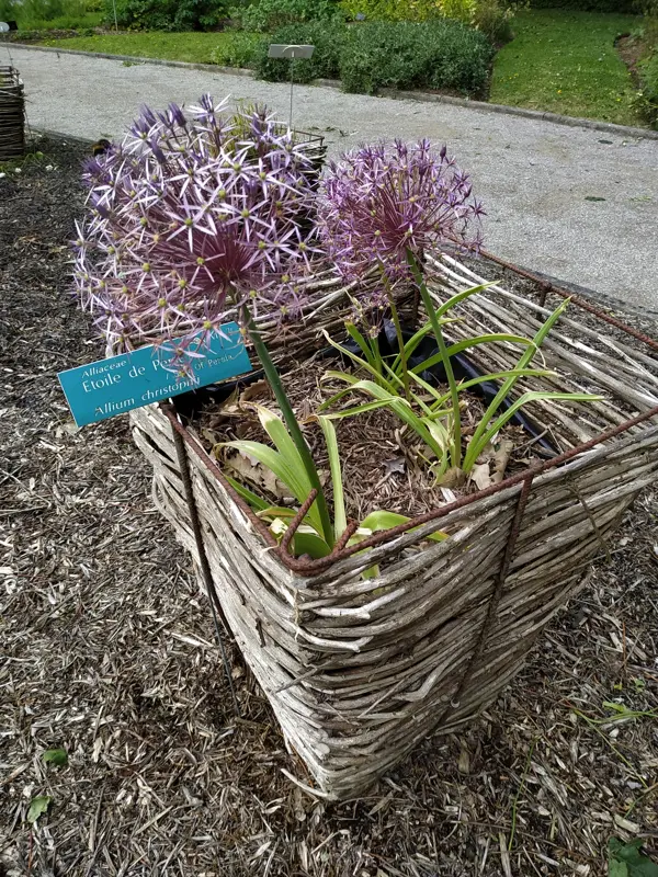 ail décoratif au Conservatoire botanique national de Bailleul