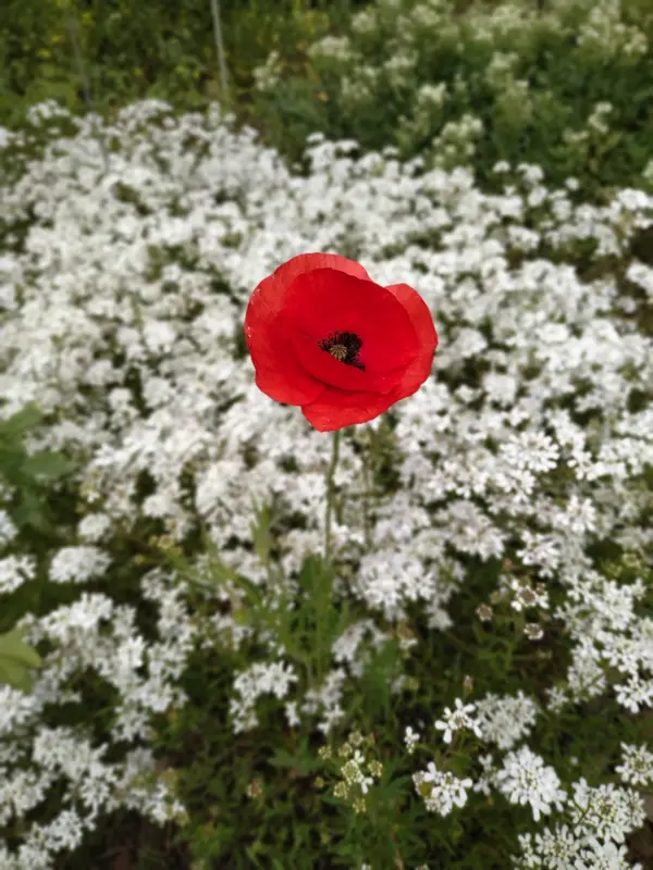 Coquelicot au Conservatoire botanique national de Bailleul