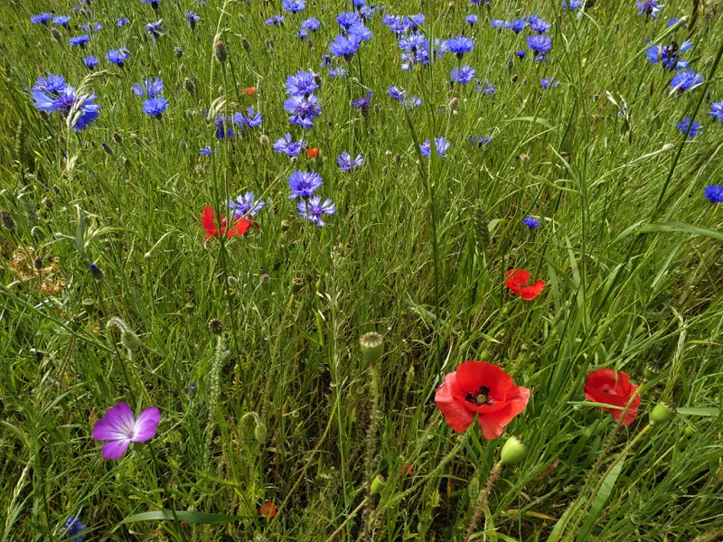 champ de bleuets et de coquelicots au conservatoire botanique national de Bailleul