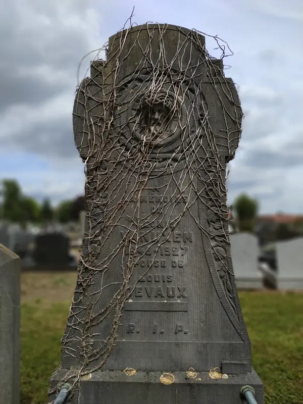 tombe ancienne et recouverte de lierre déseché au cimetière de Bailleul