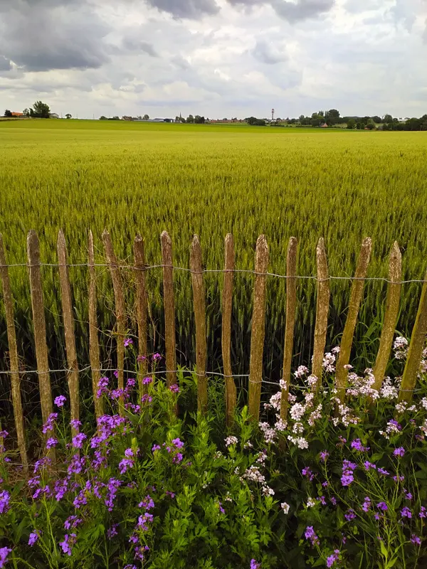 Vu sur les champs de Sylvestre Cassel, à côté de la pépinière du jardin des fées