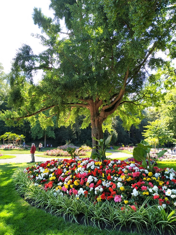fleurs dans le jardin publique de Saint-Omer