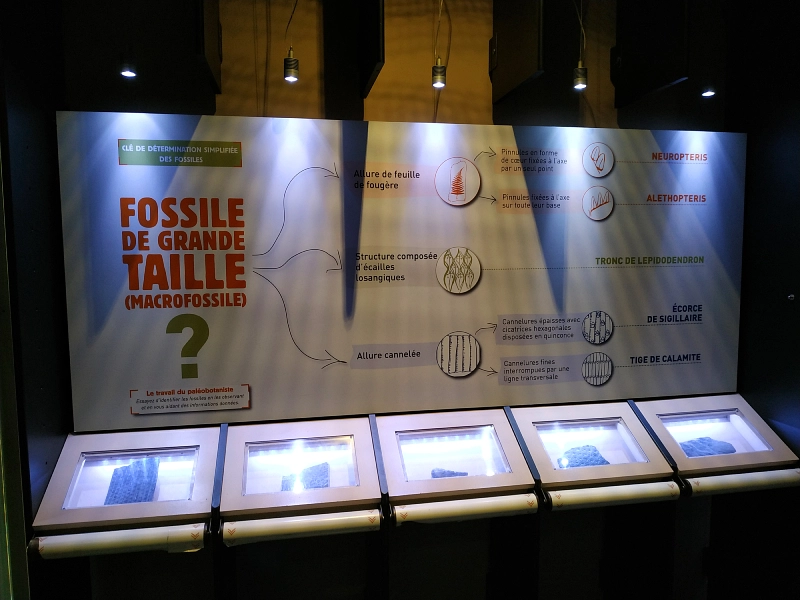 présentation de fossiles dans du charbon au centre historique minier de Lewarde