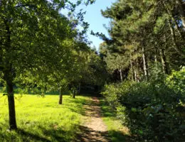 le sentier des jacinthes à Saint Jans Cappel