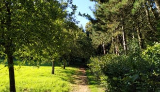 le sentier des jacinthes à Saint Jans Cappel