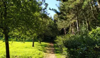 le sentier des jacinthes à Saint Jans Cappel