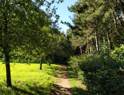 le sentier des jacinthes à Saint Jans Cappel