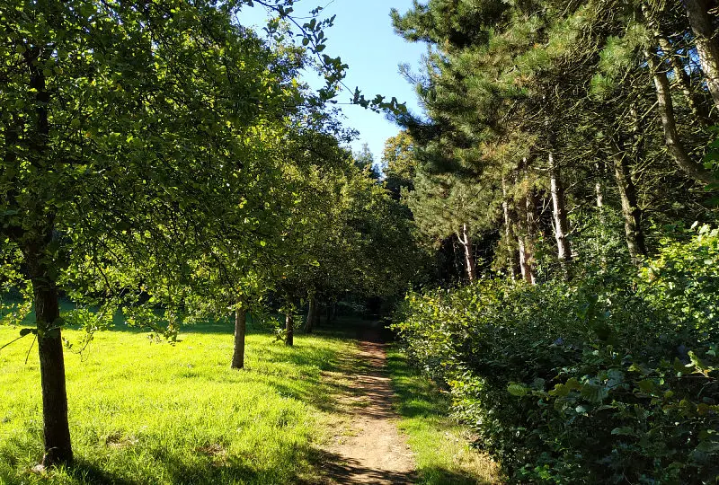 le sentier des jacinthes à Saint Jans Cappel