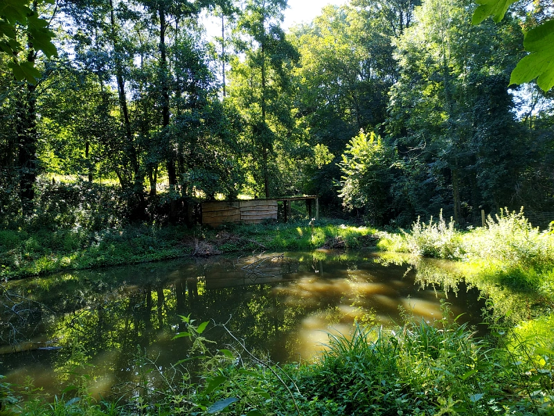 étang des trois fontaines sur le sentier des Jacinthes