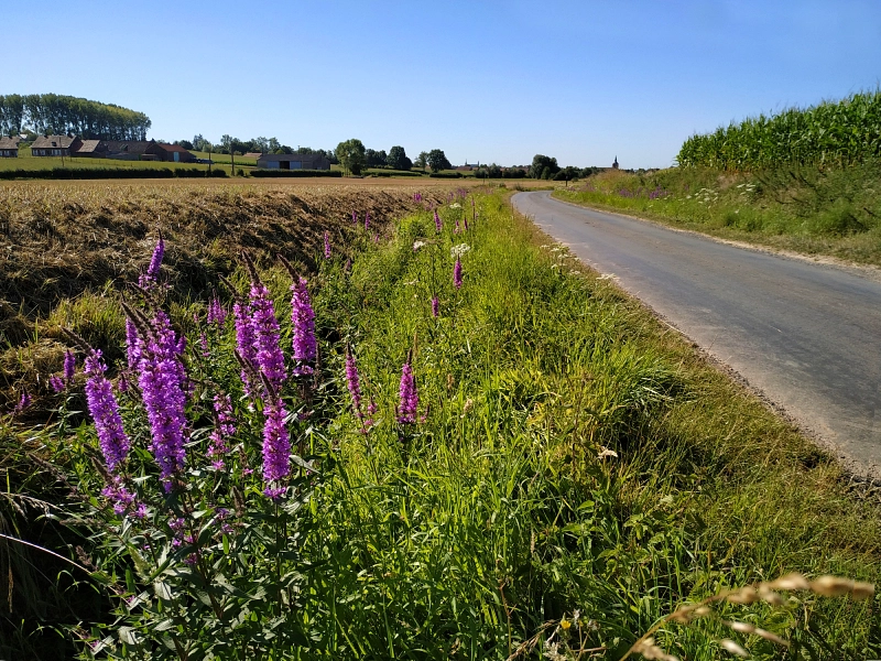 on traverse des champs fleuris le long du sentier des Jacinthes
