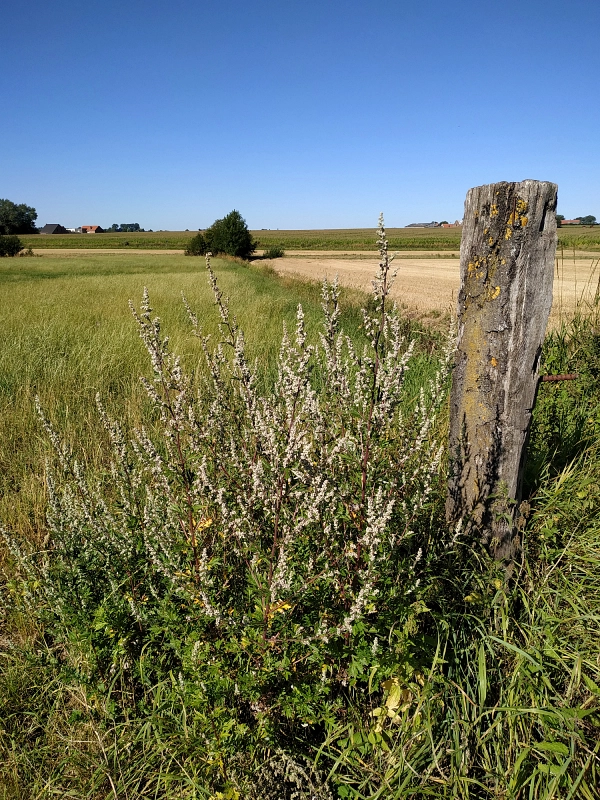 champs en été le long du sentier des Jacinthes