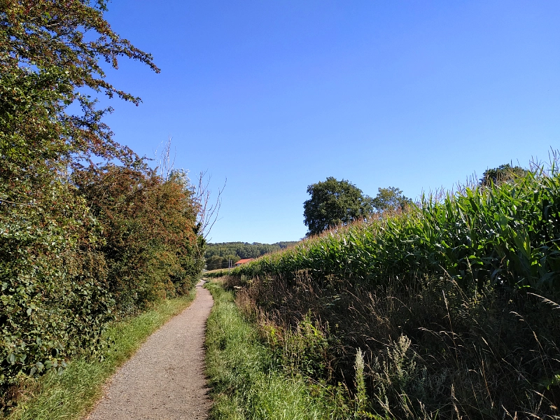 chemin au travers des champs de maïs le long du sentier des Jacinthes