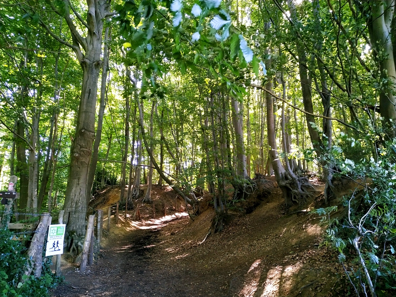 le bois du Mont noir, sur le sentier des Jacinthes