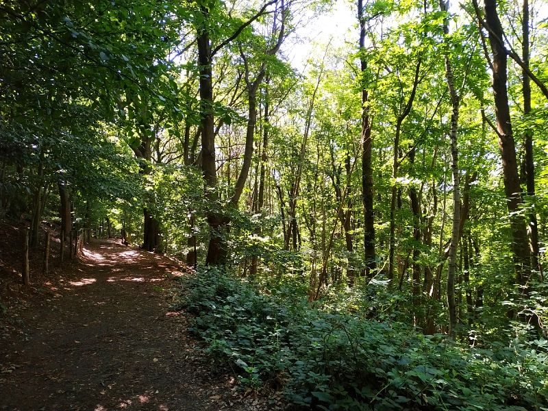 sur le sentier des Jacinthes, on sort bientôt du bois