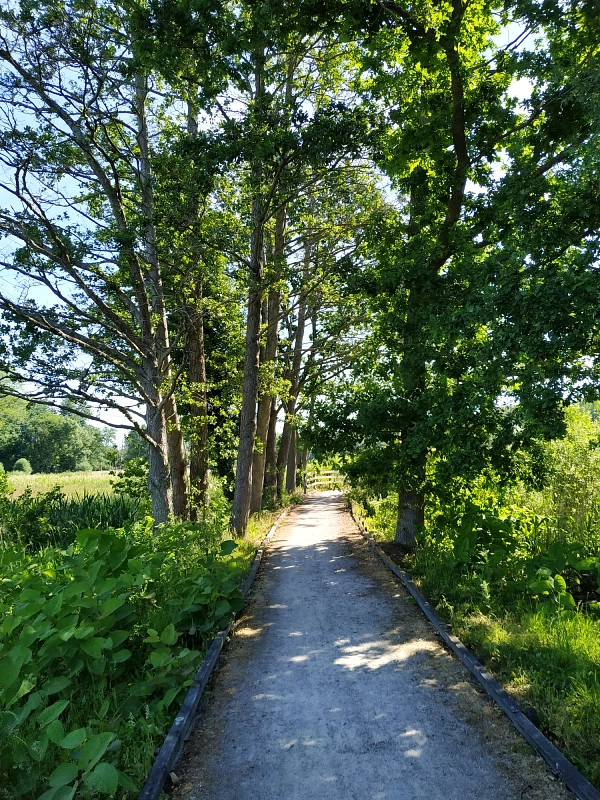 le chemin qui mène au marais de la Marque