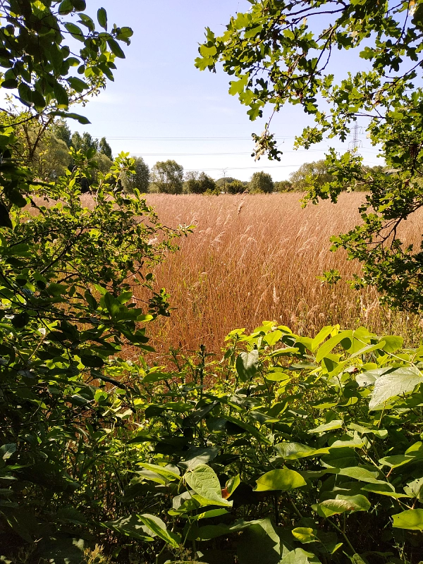 L'une des roseraies des marais de la Marque
