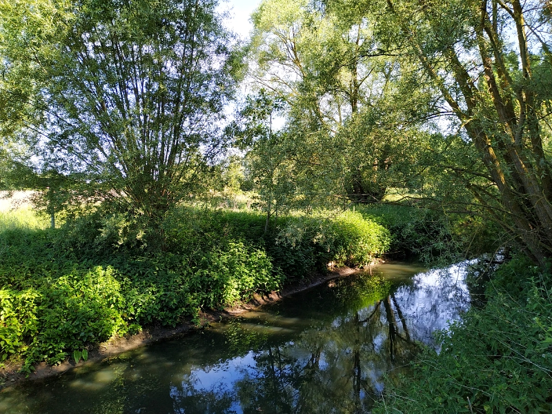 la Marque coule tranquillement dans le marais de Péronne