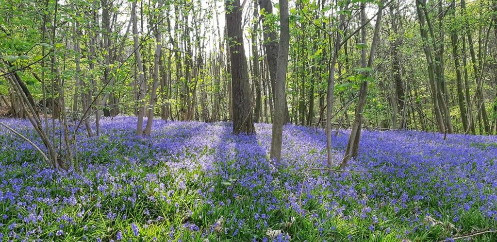 sentier des Jacinthes, le Mont noir naturellement