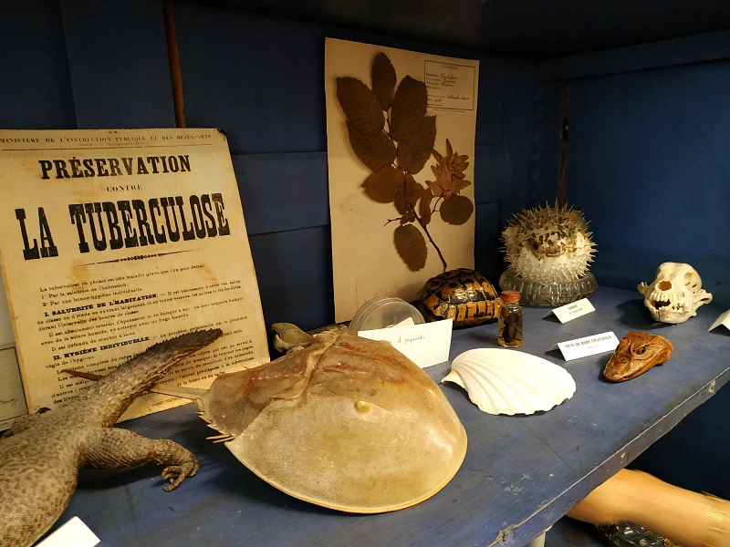 crâne, coquillage, affiche à l'écomusée des écoles de Lille