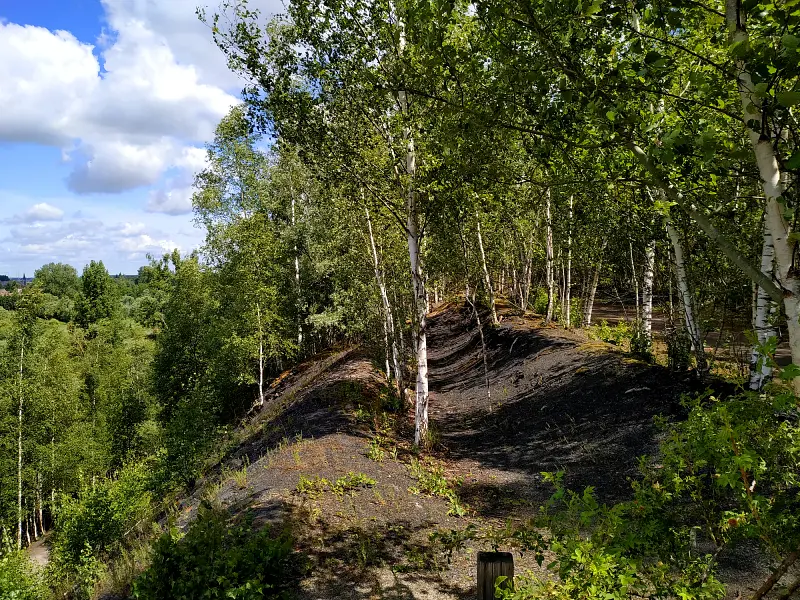 les bouleaux qui poussent sur les pentes du terril des Argales à Rieulay