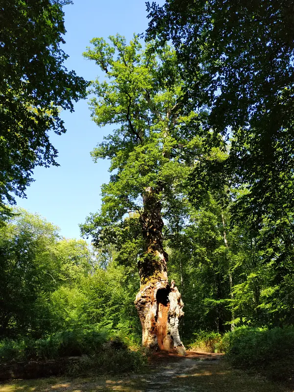le chêne Saint Jean dans la forêt de Compiègne