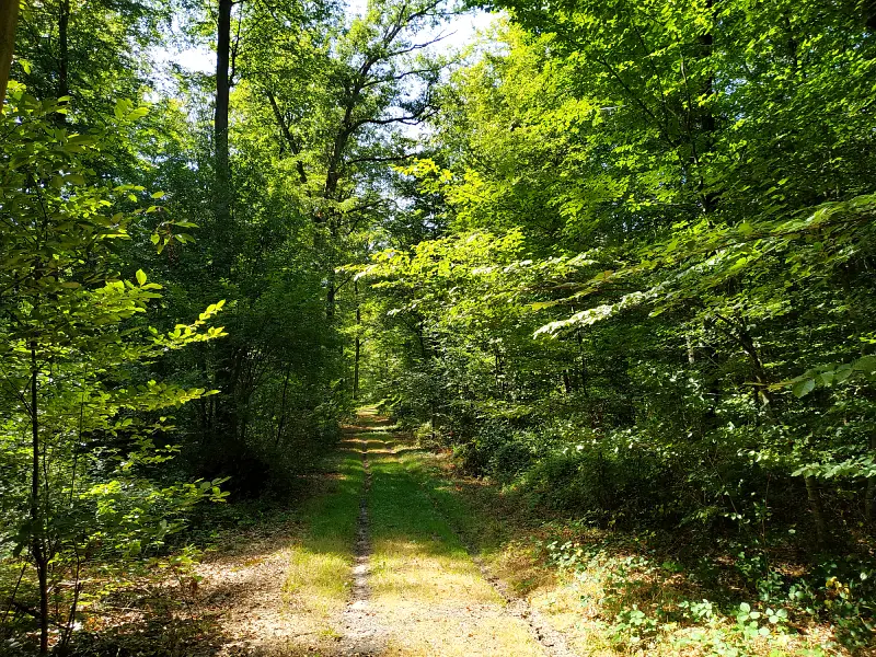 forêt de Compiègne