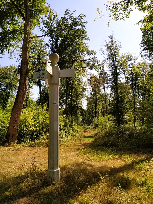 poteaux blancs dans la forêt de Compiègne
