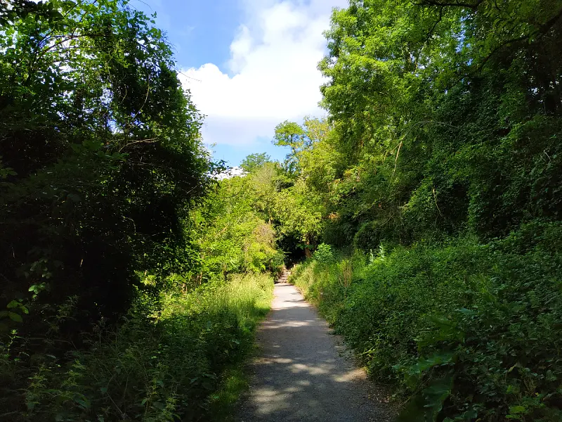le chemin de halage entre bois et broussailles