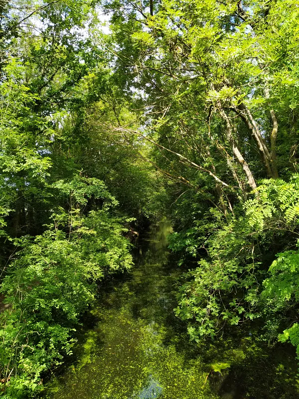 Le canal de Seclin, couvert d'algues vertes