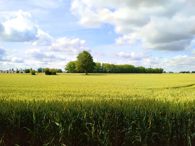 La campagne de Mélantois, le long du canal de Seclin