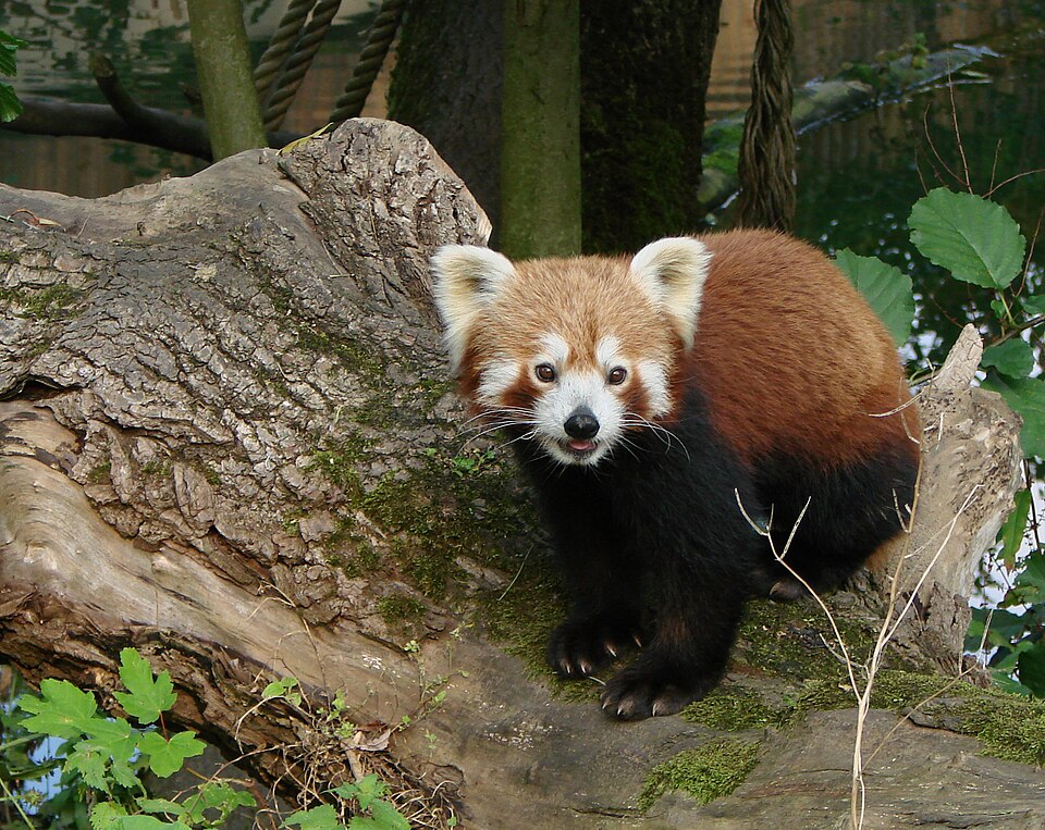 Panda rouge amiens 26871
