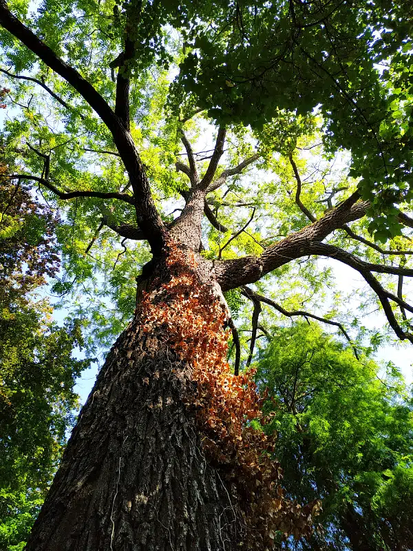 les arbres du parc de la reine à Tournai