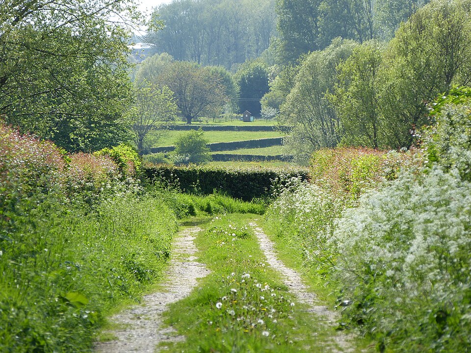Bocage en face d un chemin dans le parc naturel régional de avesnois